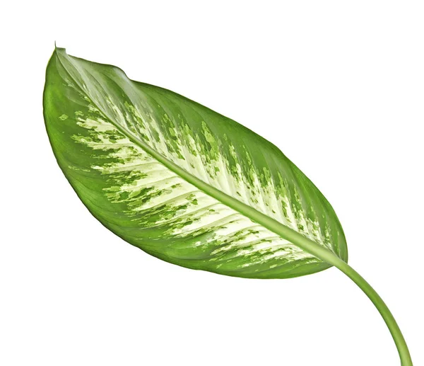 Dieffenbachia Blad Stum Sockerrör Gröna Blad Som Innehåller Vita Fläckar — Stockfoto