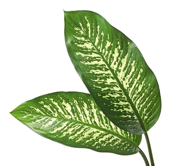 Foglia Dieffenbachia Canna Muta Foglie Verdi Contenenti Macchie Macchie Bianche — Foto Stock