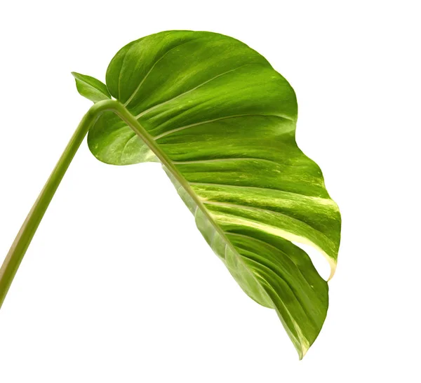 Duivelsklimop Golden Pothos Epipremnum Aureum Hartvormige Bladeren Wijnstok Met Grote — Stockfoto