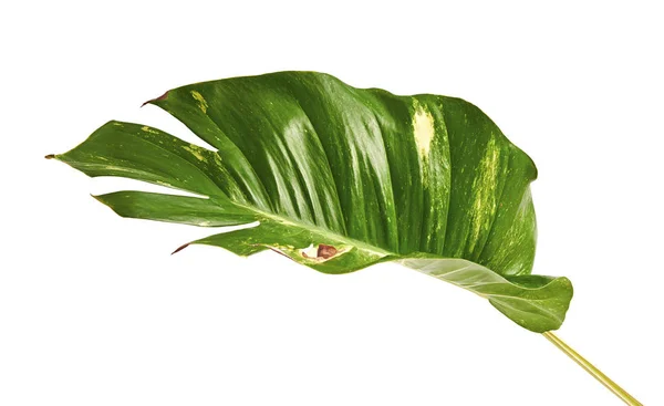 Edera Del Diavolo Pothos Dorato Epipremnum Aureum Foglie Forma Cuore — Foto Stock