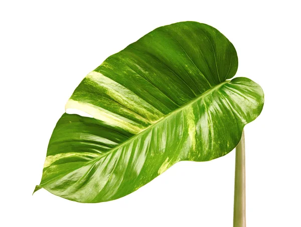 Duivelsklimop Golden Pothos Epipremnum Aureum Hartvormige Bladeren Wijnstok Met Grote — Stockfoto