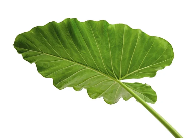 Folhagem Alocasia Odora Lírio Com Cheiro Noturno Orelha Gigante Elefante — Fotografia de Stock