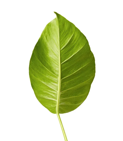 Devil Ivy Golden Pothos Epipremnum Aureum Heart Shaped Leaves Vine — Stok Foto