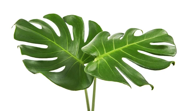 Monstera deliciosa yaprağı veya İsviçre peynir bitkisi, beyaz arka planda izole edilmiş, kırpma yolu ile