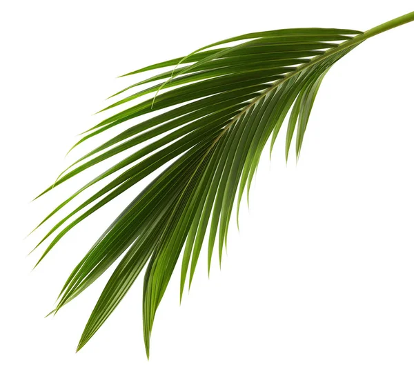 Liście Kokosowe Lub Liści Kokosowych Liście Zielonego Śliwki Liście Tropikalne — Zdjęcie stockowe