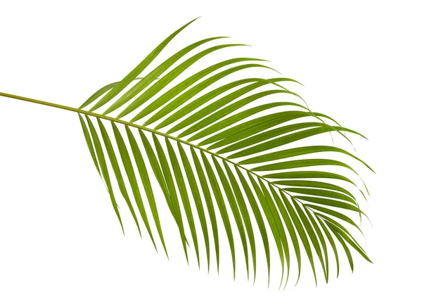 Sarı palmiye yaprakları (Dypsis lutescens) veya Altın baston palmiye, Areka palmiye yaprakları, kırpma yolu olan beyaz arka planda izole tropikal yapraklar