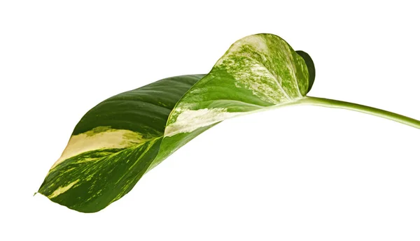 Devil Ivy Golden Pothos Epipremnum Aureum Heart Shaped Leaves Vine — Stok Foto