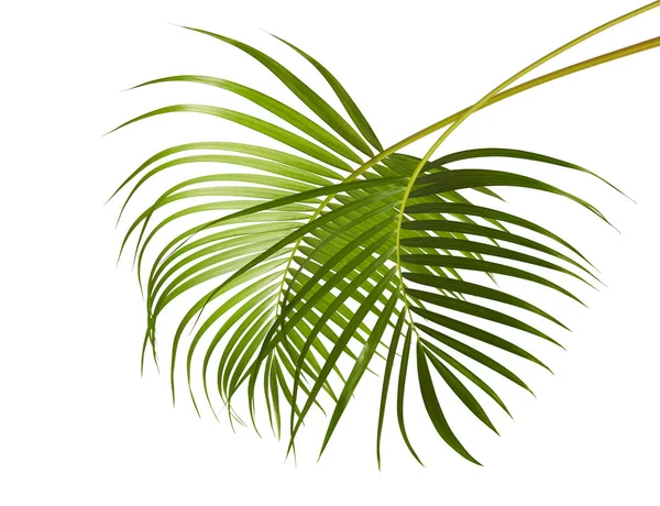 Желтые Пальмовые Листья Dypsis Lutescens Золотой Тростник Пальмы Areca Пальмовые — стоковое фото
