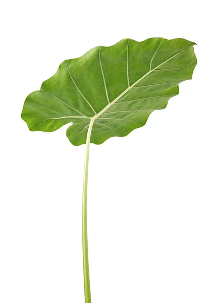 Colocasia Leaf Grote Groene Gebladerte Ook Wel Nacht Geurende Lelie — Stockfoto