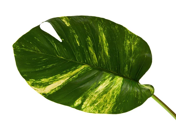 Duivelsklimop Golden Pothos Epipremnum Aureum Hartvormige Bladeren Wijnstok Met Grote — Stockfoto