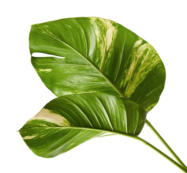 Devil's ivy, Golden pothos, Epipremnum aureum, Heart shaped leaves vine with large leaves isolated on white background, with clipping path