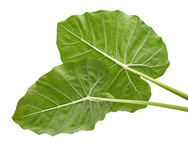 Φύλλα Σούστας Colocasia Μεγάλο Πράσινο Φύλλωμα Ονομάζεται Επίσης Άρωμα Νύχτα — Φωτογραφία Αρχείου