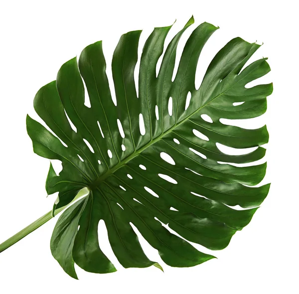 Monstera deliciosa leaf or Swiss cheese plant, isolated on white background, with clipping path