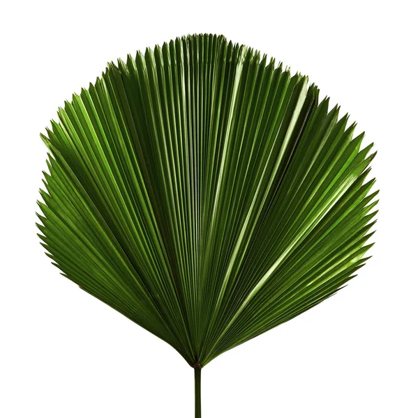 Licuala Grandis Ruffled Fan Palm Leaf Large Tropical Foliage Pleated — Stok Foto