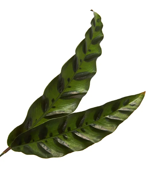Calathea Lancifolia Calathea Insignis Foliage Зеленые Листья Темными Декоративными Пятнами — стоковое фото