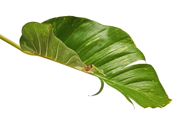 Hera Diabo Pothos Dourado Epipremnum Aureum Folhas Forma Coração Videira — Fotografia de Stock