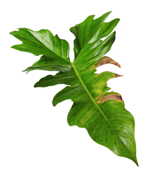 Exotische Hybride Philodendron Blad Groene Bladeren Van Philodendron Geïsoleerd Witte — Stockfoto