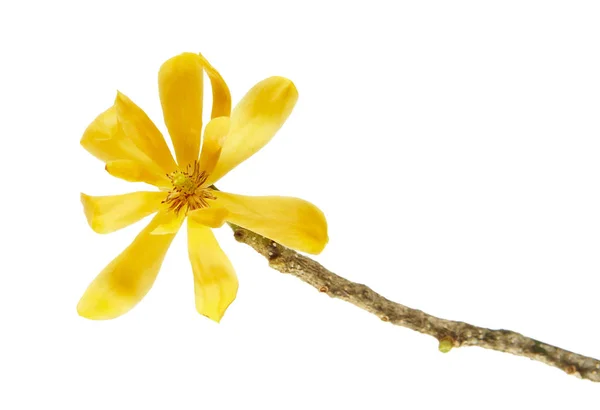 Champak Flower Magnolia Champaca Fragrant Yellow Flower Blooming Branch Green — Stock Photo, Image