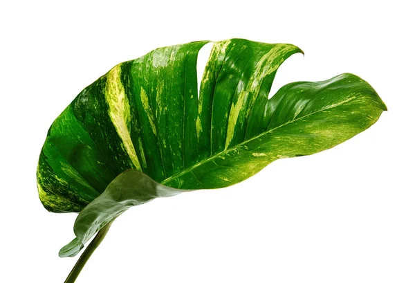 Duivelsklimop Golden Pothos Epipremnum Aureum Hartvormige Bladeren Wijnstok Met Grote — Stockfoto