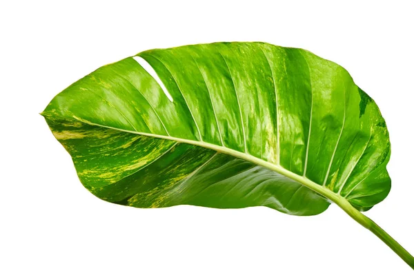 Hera Diabo Pothos Dourado Epipremnum Aureum Folhas Forma Coração Videira — Fotografia de Stock