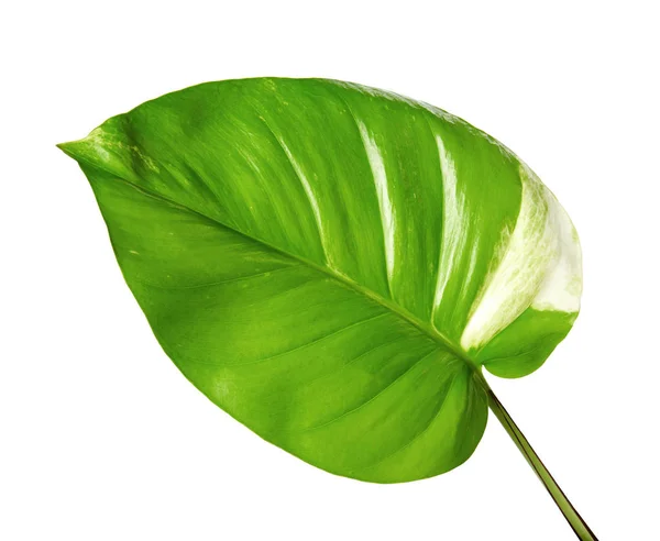 Şeytan sarmaşığı, Altın sazanlar, Epipremnum aureum, kalp şeklinde yapraklar beyaz arka planda izole edilmiş büyük yapraklar, kırpma yolu.