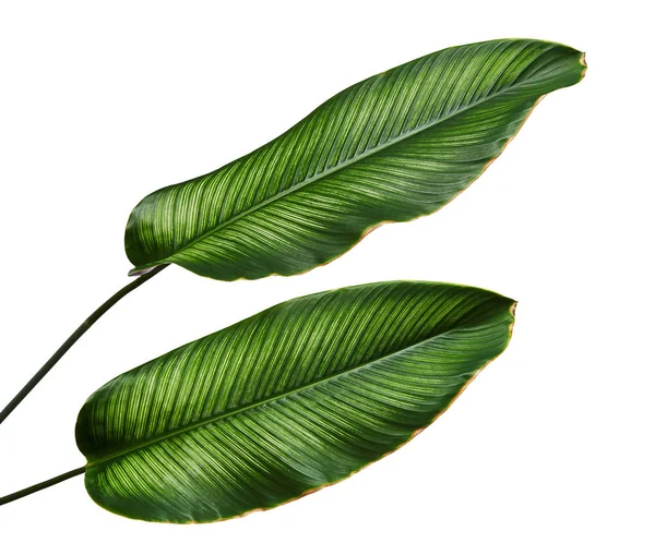 Calathea Ornata Pin Stripe Calathea Folhagem Tropical Folhas Plantas Isoladas — Fotografia de Stock