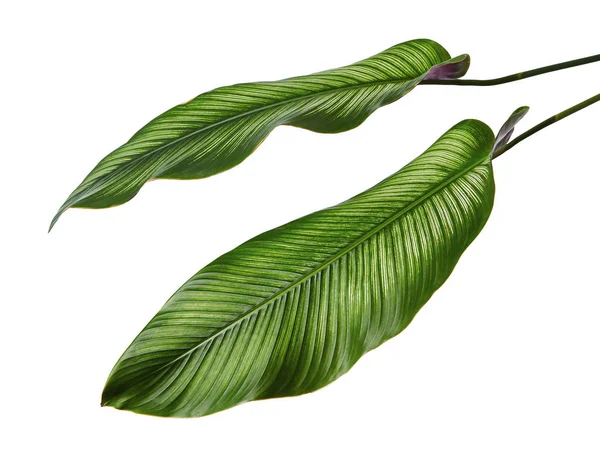 Calathea ornata (Pin-şerit Calathea), kırpma yolu ile izole üzerinde beyaz arka plan, tropikal bitki örtüsü bitki yaprakları