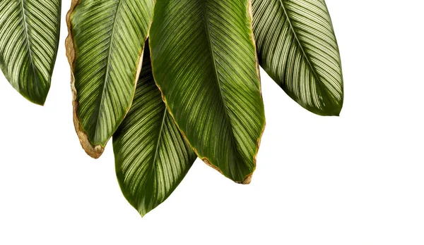 Calathea Ornata Pin Stripe Calathea Feuillage Tropical Feuilles Isolées Sur — Photo