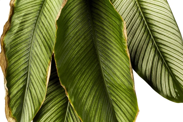 Calathea Ornata Pin Streep Calathea Tropische Gebladerte Plant Verlaat Geïsoleerd — Stockfoto