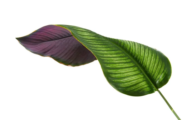 Calathea ornata (Pin-şerit Calathea), kırpma yolu ile izole üzerinde beyaz arka plan, tropikal bitki örtüsü bitki yaprakları