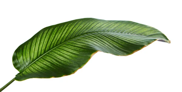 Calathea Ornata Pin Stripe Calathea Hojas Follaje Tropical Aisladas Sobre —  Fotos de Stock