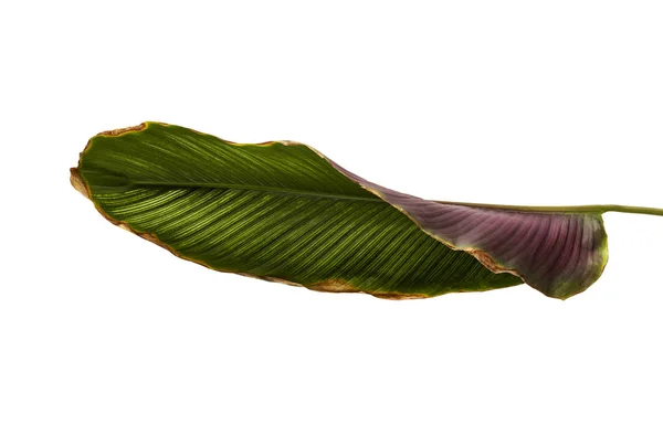 Calathea Ornata Pin Stripe Calathea Tanaman Dedaunan Tropis Terisolasi Dengan — Stok Foto