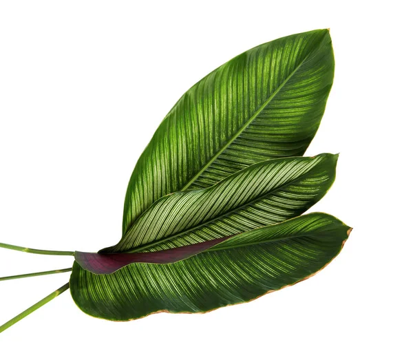 クズウコン属の発生 ストライプ クズウコン属 熱帯観葉植物葉白い背景との分離 クリッピング — ストック写真