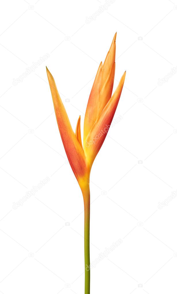 Heliconia psittacorum (Golden Torch) flowers, Tropical flowers isolated on white background, with clipping path