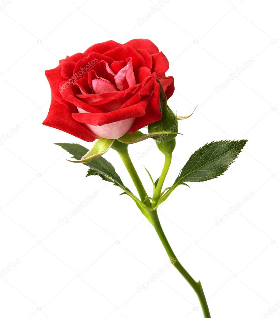 Red rose with leaves and rose buds, Blooming rose isolated on white background, with clipping path
