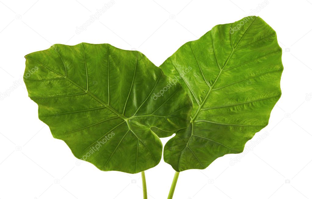 Colocasia leaf, Large green foliage (also called Night-scented Lily or giant upright elephant ear)  isolated on white background, with clipping path