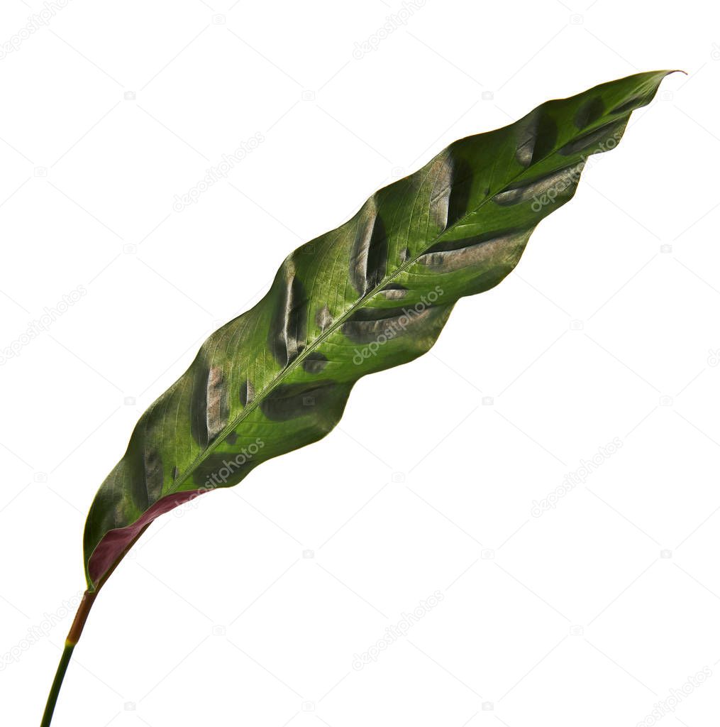 Calathea lancifolia or Calathea insignis foliage, (Green leaves with dark decorative spots and underside of the leaf is deep purple) Calathea leaf, isolated on white background with clipping path