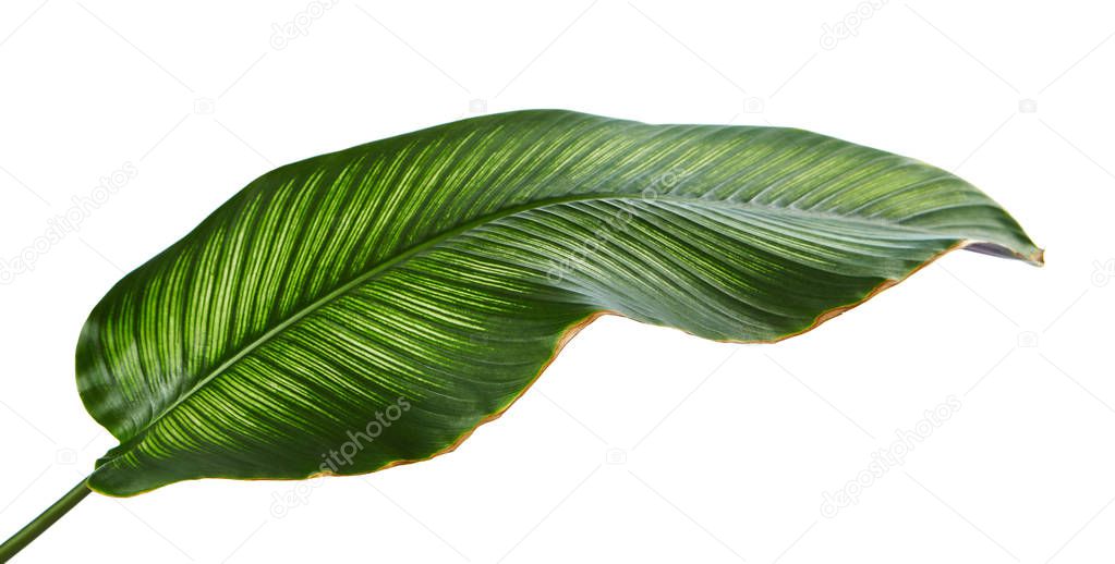 Calathea ornata (Pin-stripe Calathea), tropical foliage plant leaves isolated on white  background, with clipping path