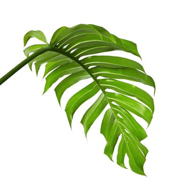 Monstera deliciosa yaprak veya İsviçre peyniri bitki, kırpma yolu ile beyaz arka plan üzerinde izole tropikal bitki örtüsü