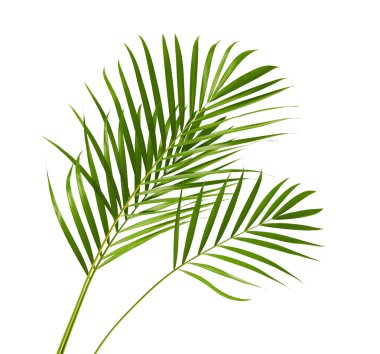 Sarı palmiye yaprakları (Dypsis lutescens) veya Altın baston palmiye, Areka palmiye yaprakları, kırpma yolu olan beyaz arka planda izole tropikal yapraklar