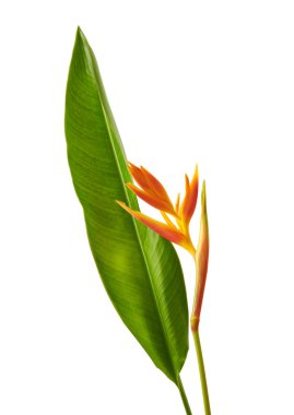 Yapraklı Heliconia psittacorum (Altın Meşale) çiçekleri, beyaz arka planda izole edilmiş tropikal çiçekler, kırpma yolu