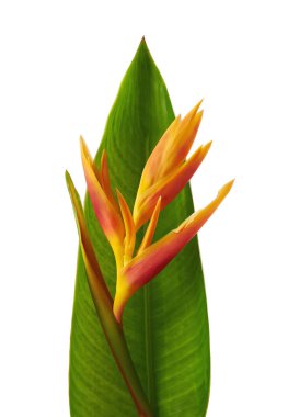 Yapraklı Heliconia psittacorum (Altın Meşale) çiçekleri, beyaz arka planda izole edilmiş tropikal çiçekler, kırpma yolu