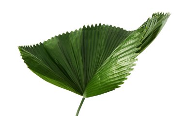 Licuala grandis ya da Ruffled Fan Palm yaprağı, büyük tropikal yapraklar, beyaz arka planda izole edilmiş, kırpma yolu ile