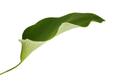 Calathea lutea bitki örtüsü, (Calathea puro, Küba purosu), kırpma yolu ile beyaz arka plan üzerinde izole egzotik tropikal yaprak, Calathea yaprak,