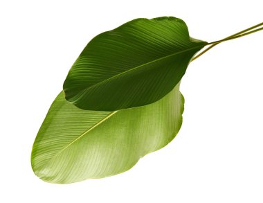 Calathea lutea bitki örtüsü, (Calathea puro, Küba purosu), kırpma yolu ile beyaz arka plan üzerinde izole egzotik tropikal yaprak, Calathea yaprak,