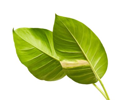 Devil's ivy, Golden pothos, Epipremnum aureum, Heart shaped leaves vine with large leaves isolated on white background, with clipping path clipart