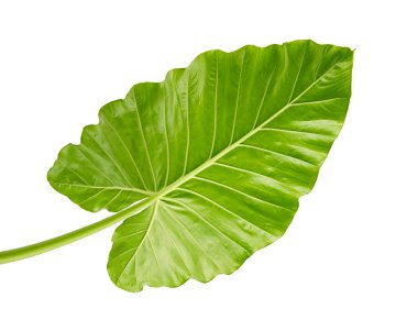 Alocasia odora yeşillik (gece kokulu lily veya dev dik fil kulak), kırpma yolu ile beyaz arka plan üzerinde izole egzotik tropikal yaprak