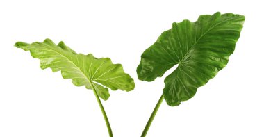 Alocasia odora yeşillik (gece kokulu lily veya dev dik fil kulak), kırpma yolu ile beyaz arka plan üzerinde izole egzotik tropikal yaprak