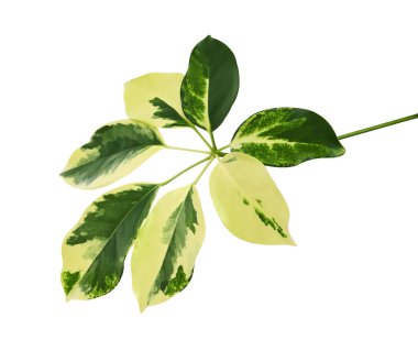 Schefflera 