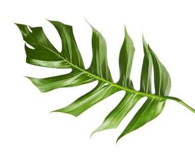 Monstera deliciosa yaprak veya İsviçre peyniri bitki, kırpma yolu ile beyaz arka plan üzerinde izole tropikal bitki örtüsü